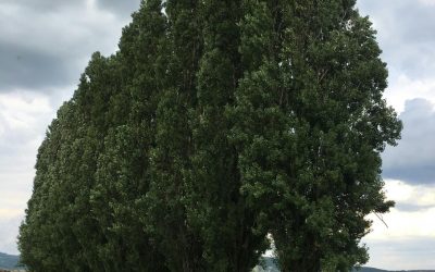 These Trees Can Save Your Life – Bioremediation