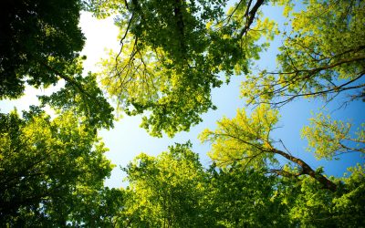 How Civil Penalties, Transparency, and Community Action…